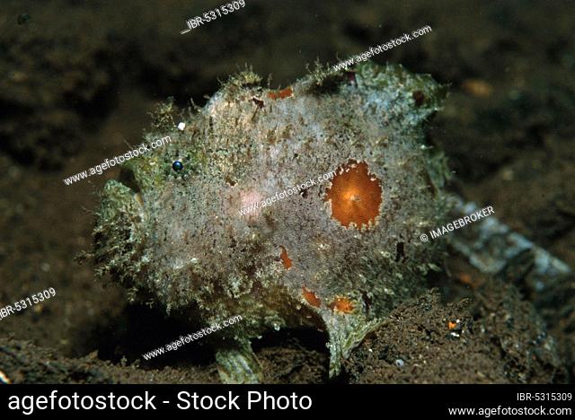Frogfish, Lembeh Strait, Indonesia, frogfish (Antennarius), Lembeh Strait, Indonesia, Asia