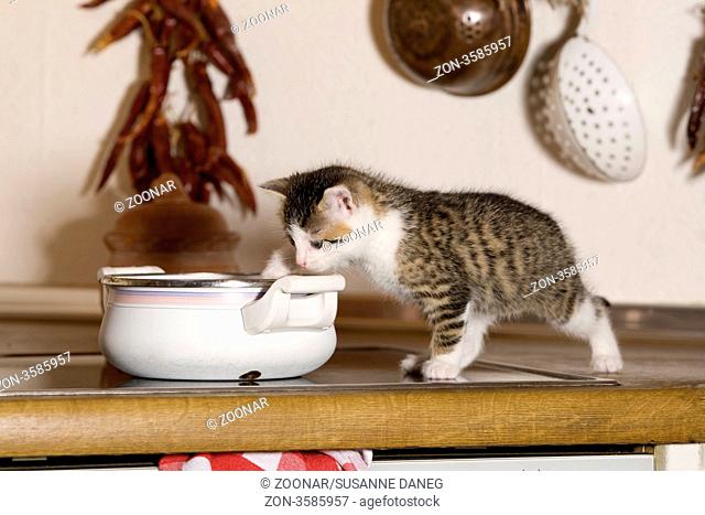 Katze, Kaetzchen Unart, frisst aus Kochtopf / Cat, kitten bad habit, eats from cooking pot