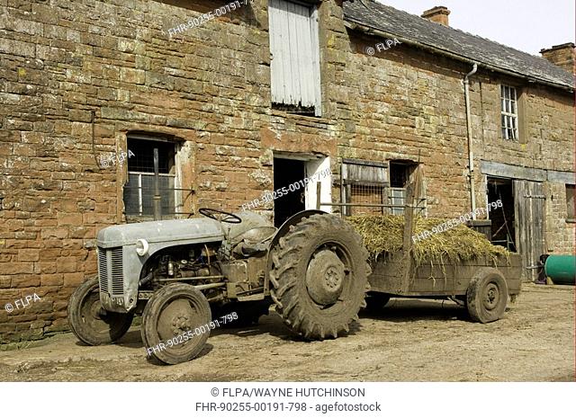 Ferguson TE20, 'Little Grey Fergie' tractor, with straw in trailer, beside barn in farmyard, Cumbria, England