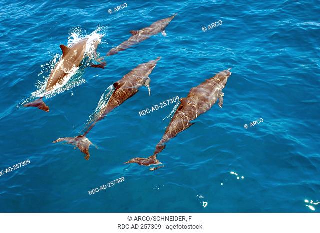 Eastern Spinner Dolphins Stenella longirostris