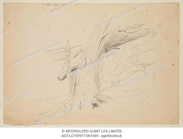 Thomas Cole, American, 1801-1848, Trunk of a Tree, between 1801 and 1848, graphite pencil on off-white wove paper, Sheet: 9 3/4 × 14 inches (24.8 × 35