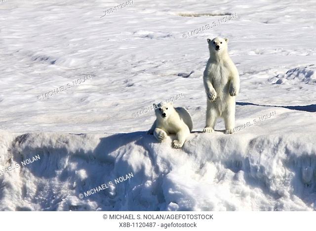 Mother polar bear Ursus maritimus with two coy cubs-of-year on multi-year ice floes in the Barents Sea off the eastern side of Heleysundet in the Svalbard...