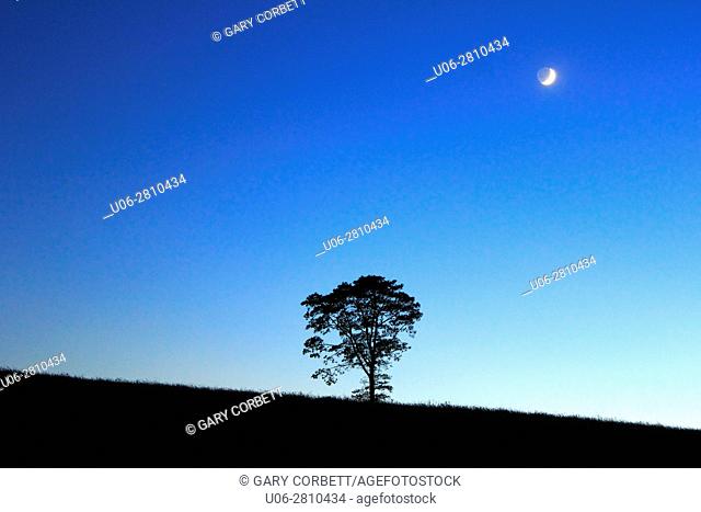 Twilight with a tree in a field and the moon above