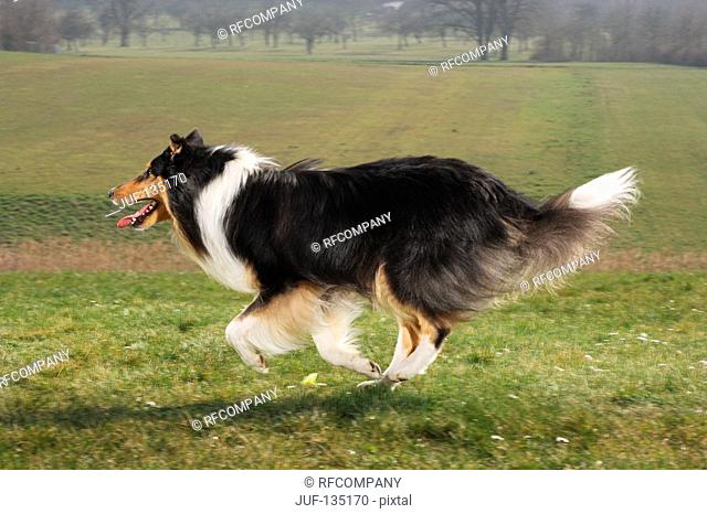 Collie running in the meadow
