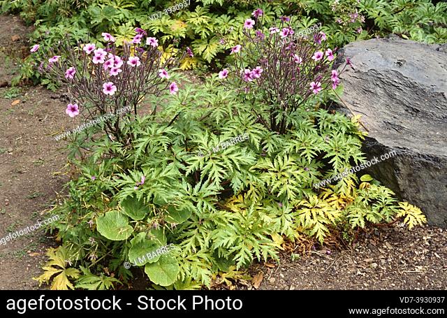 Pata de gallo (Geranium reuteri or Geranium canariense) is a perennial herb endemic to Canary Islands except Lanzarote and Fuerteventura