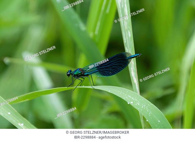 Beautiful Demoiselle (Calopteryx virgo), male, on reed in the Moenchbruch Nature Reserve, Hesse, Germany, Europe