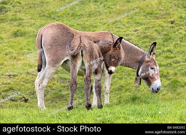 Domestic donkey (Equus asinus asinus) with young animal, Dolomites, Trentino, Italy, Europe