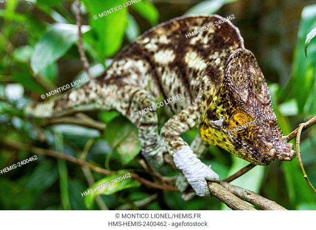 Madagascar, East, a panther chameleon (Furcifer pardalis)