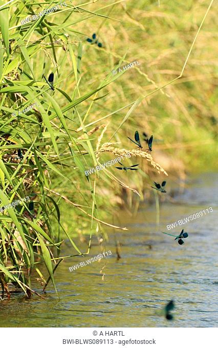 banded blackwings, banded agrion, banded demoiselle Calopteryx splendens, Agrion splendens, many males waiting on females, Germany, Bavaria, Isental