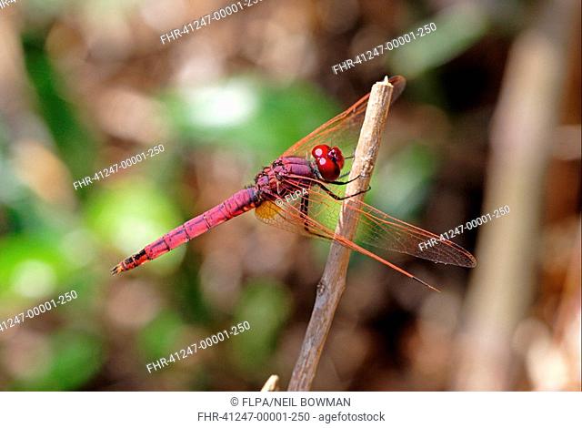 Violet Dropwing Trithemis annulata adult male, resting on stick, Sicily, Italy, may