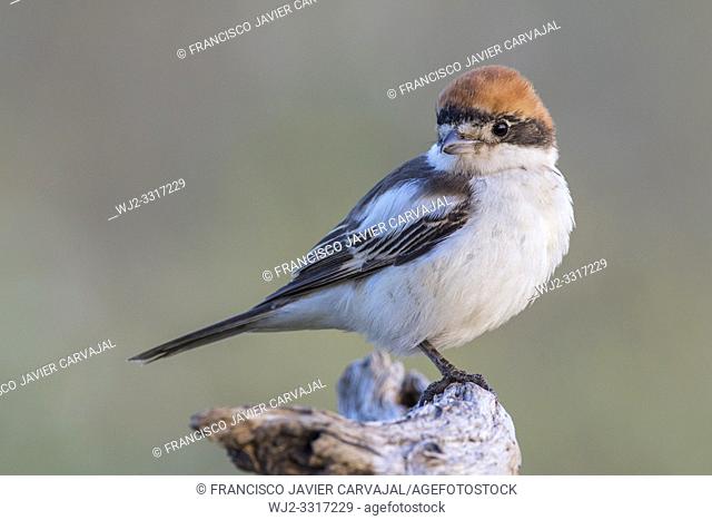 Woodchat shrike (Lanius senator) from his watchtower in the meadow, Extremadura, Spain