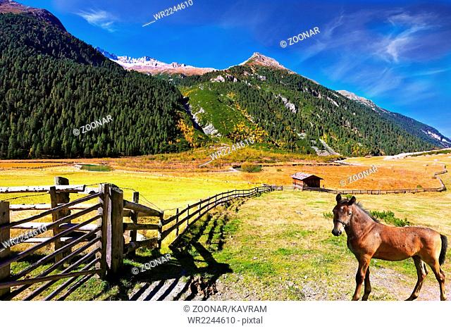 The horse grazing in fenced meadow