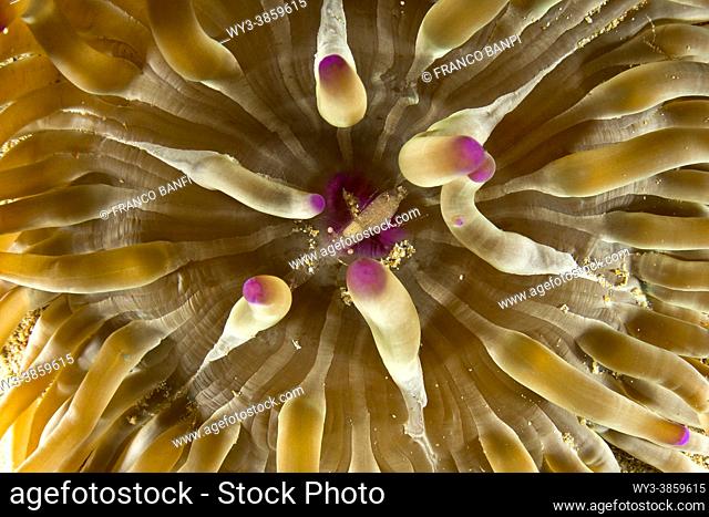 Crystal prawn (Periclimenes scriptus) inside an Actinaria, sand anemone, Condylactis aurantiaca, Ponza island, Italy, Tyrrhenian Sea, Mediterranean