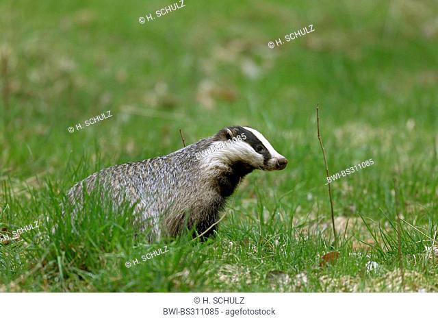 Old World badger, Eurasian badger (Meles meles), in a meadow, Sweden