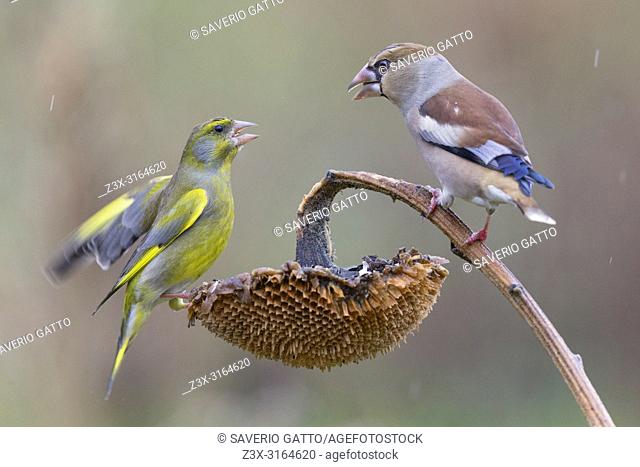 Hawfinch and Greenfinch, tuscany, italy, fight, fighting, (Coccothraustes coccothraustes) (Carduelis chloris)