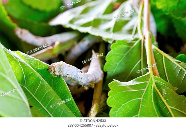 Silkworms eating mulberry leaf