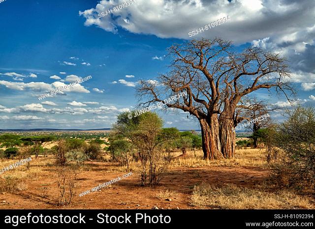 African Baobab (Adansonia digitata) at Tarangire National Park, Tanzania, Africa