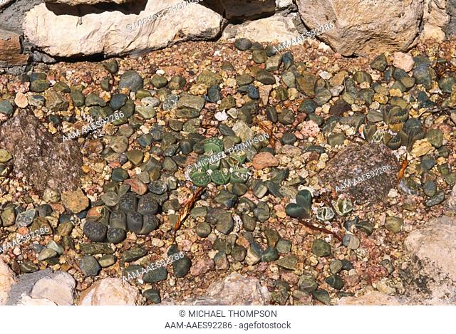 Living Stones or Flowering Stones (Lithops sp.), Desert Botanical Garden, Phoenix, AZ