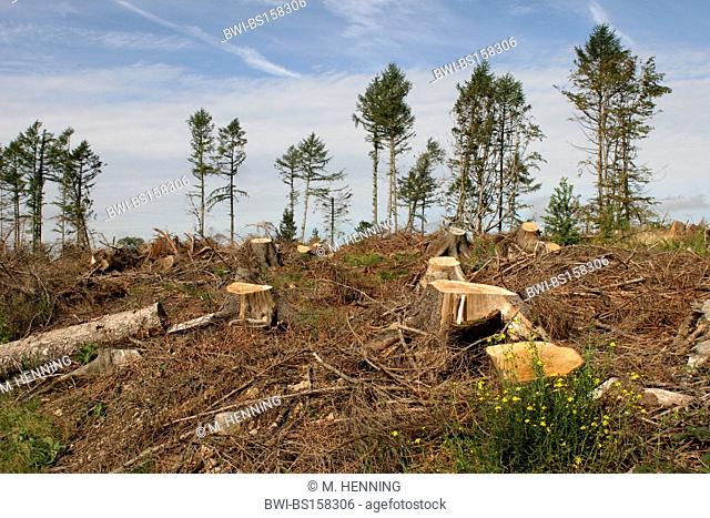 Senecio inaequidens (Senecio inaequidens), in a storm loss of a forest, Germany, North Rhine-Westphalia, Sauerland