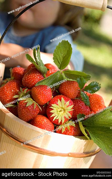 Strawberries in wooden bucket, small girl behind