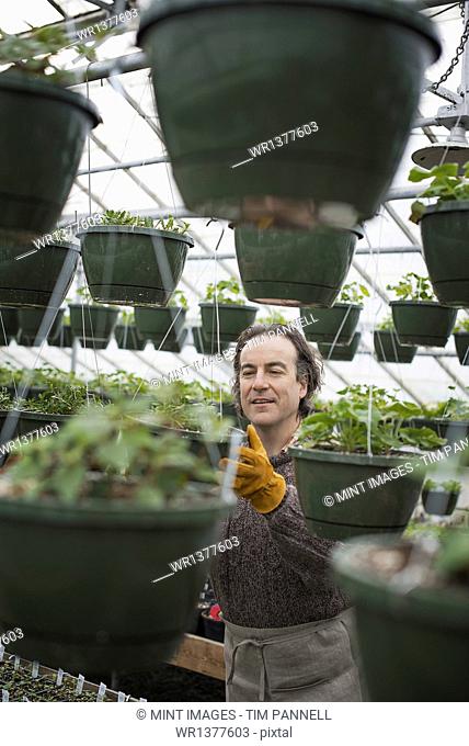 Spring growth in an organic plant nursery. A man in a glasshouse planting containers