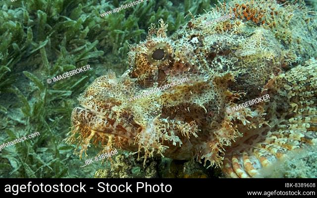 Scorpion fish lie on the reef. Bearded Scorpionfish (Scorpaenopsis barbata) . Red sea, Egypt, Africa