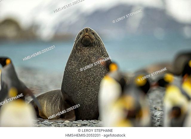 South Atlantic Ocean, South Georgia Island, subantarctic fur seals (Arctocephalus tropicalis)