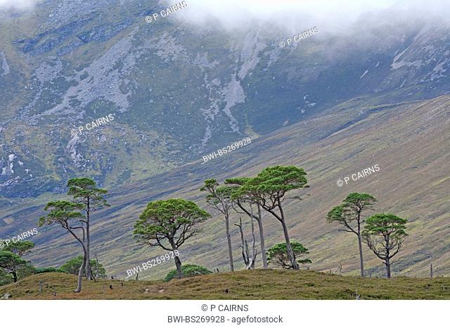 remnant tract of the Caledonian pine woodland in front of looming mountain, United Kingdom, Scotland, Alladale Wilderness Reserve, Sutherland