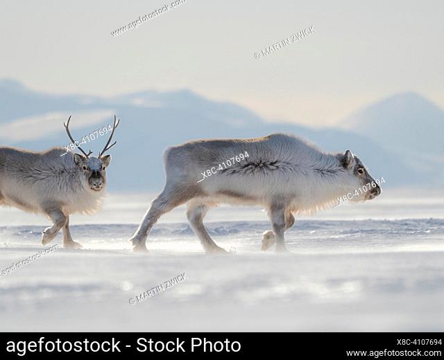 Svalbard Reindeer (Rangifer tarandus platyrhynchus) in Van Mijenfjorden NP, an endemic subspecies of Reindeer, which lives only in Svalbard and never was...