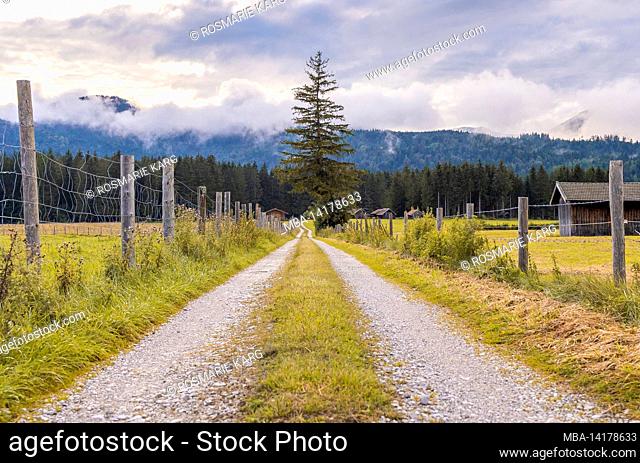 Dirt path near Krün in summer leads directly past a single spruce tree, Bavaria, Germany
