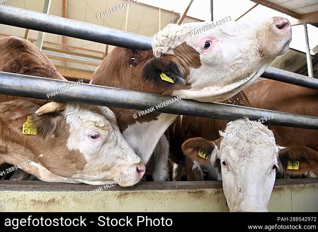 Oxen (about 24 months old) in stables, freestalls. - Pfaffenhofen an der Glonn/Bayern/Deutschland
