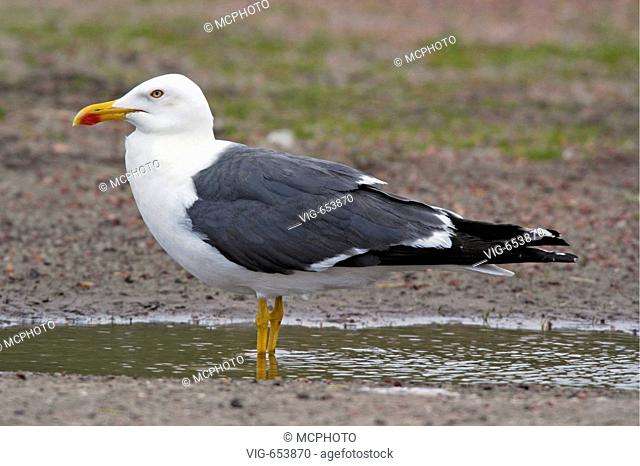 Heringsm÷we (Larus fuscus) Lesser Black-backed Gull + Texel, Holland, Niederlande, Netherlands, Europa, europe  - Texel, Texel, Niederlande / Netherlands