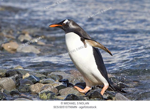 Gentoo penguins Pygoscelis papua in Antarctica The Gentoo Penguin is one of three species in the genus Pygoscelis It is the third largest of all penguins...