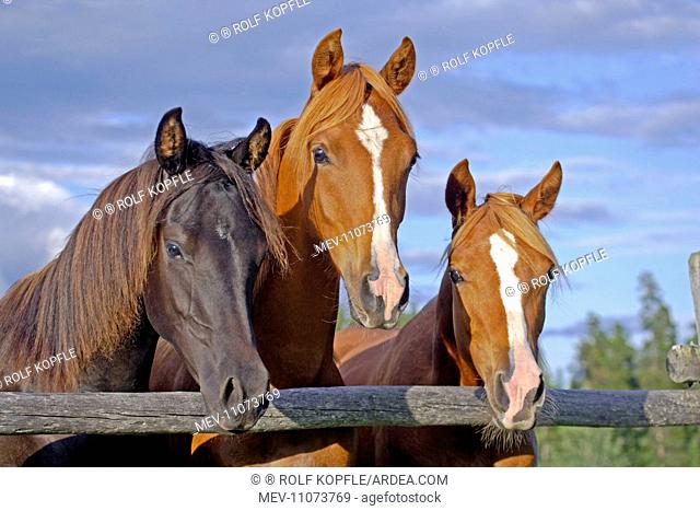 Horse Arabian young horses standing together by wooden fence
