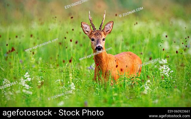 Surprised cute roe deer, capreolus capreolus, buck in summer standing in high grass with green blurred background