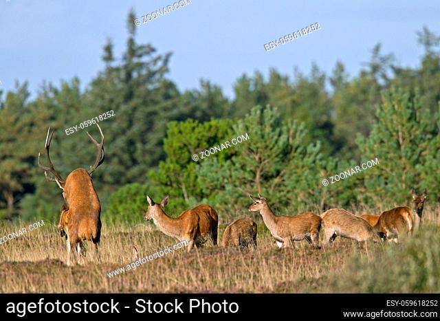 Rotwild eine gekruemmte Koerperhaltung von Hirschkuehen wird von Hirschen als Paarungsaufforderung verstanden - (Foto Rothirsch und Rottier bei der Paarung) /...