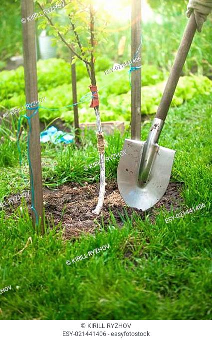 photo of tree being planted by shovel at sunny day