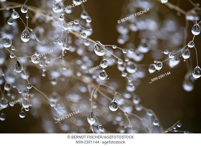 Dewdrops in autumn, hanging on drought plant, Bavaria, Germany