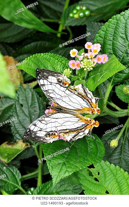 Naha (Japan): butterfly on a plant at the Shikinaen Royal Garden