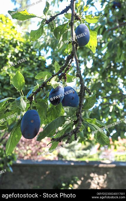 Plum fruits (Prunus domestica fruit) on a plum tree in fruit orchard in Prague, Czech Republic, August 15, 2023. (CTK Photo/Pavel Vesely)