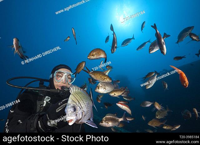 School of fish at Teti Wreck, Vis Island, Mediterranean Sea, Croatia