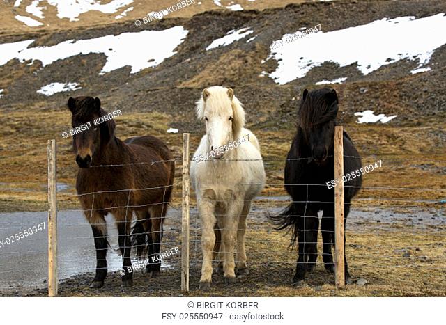 Three colours of Icelandic horses behind fence