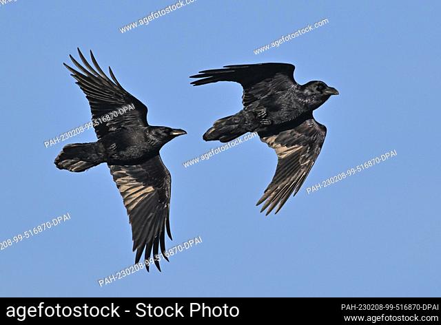 07 February 2023, Brandenburg, Groß Schönebeck: Two ravens (Corvus corax) fly in the blue sky above the Schorfheide Game Park