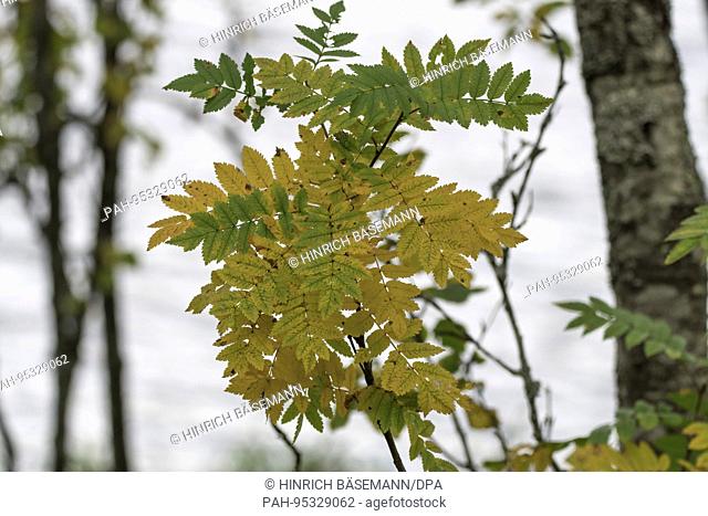 Rowan tree leaves in autumn, september 2017 | usage worldwide. - Tromsö/Troms/Norway