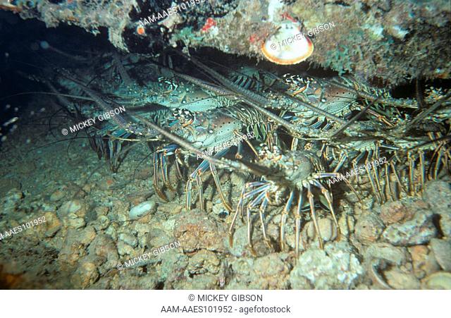 Spiny Lobster (Panulirus argus), St. Kitts, BWI
