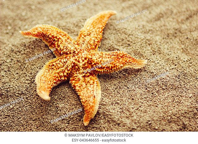 Beautiful starfish against against a background of light sea sand