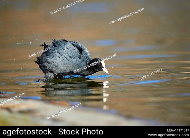 coot or coot (fulica atra) shakes on a lake, bavaria, germany