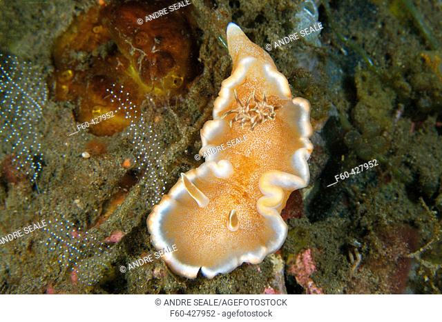 Nudibranch, Glossodoris rufomarginata, Dumaguete, Negros Island, Philippines