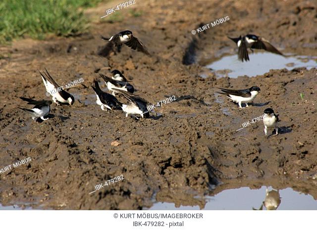 House Martins (Delichon urbica) at a puddle collecting loam for nest-building