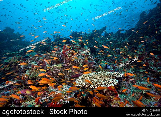 Lyretail Anthias over Coral Reef, Pseudanthias squamipinnis, South Male Atoll, Indian Ocean, Maldives